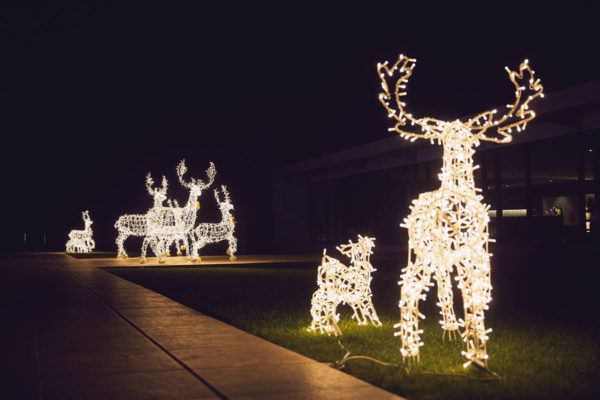 decoratii-poze-6 decoratii-poze-6